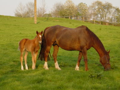 cheval-orne-normandie